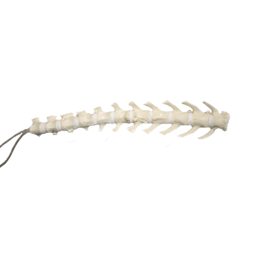 12739 - CANINE LUMBAR SPINE + T11 + T12  +T13  RADIOPAQUE