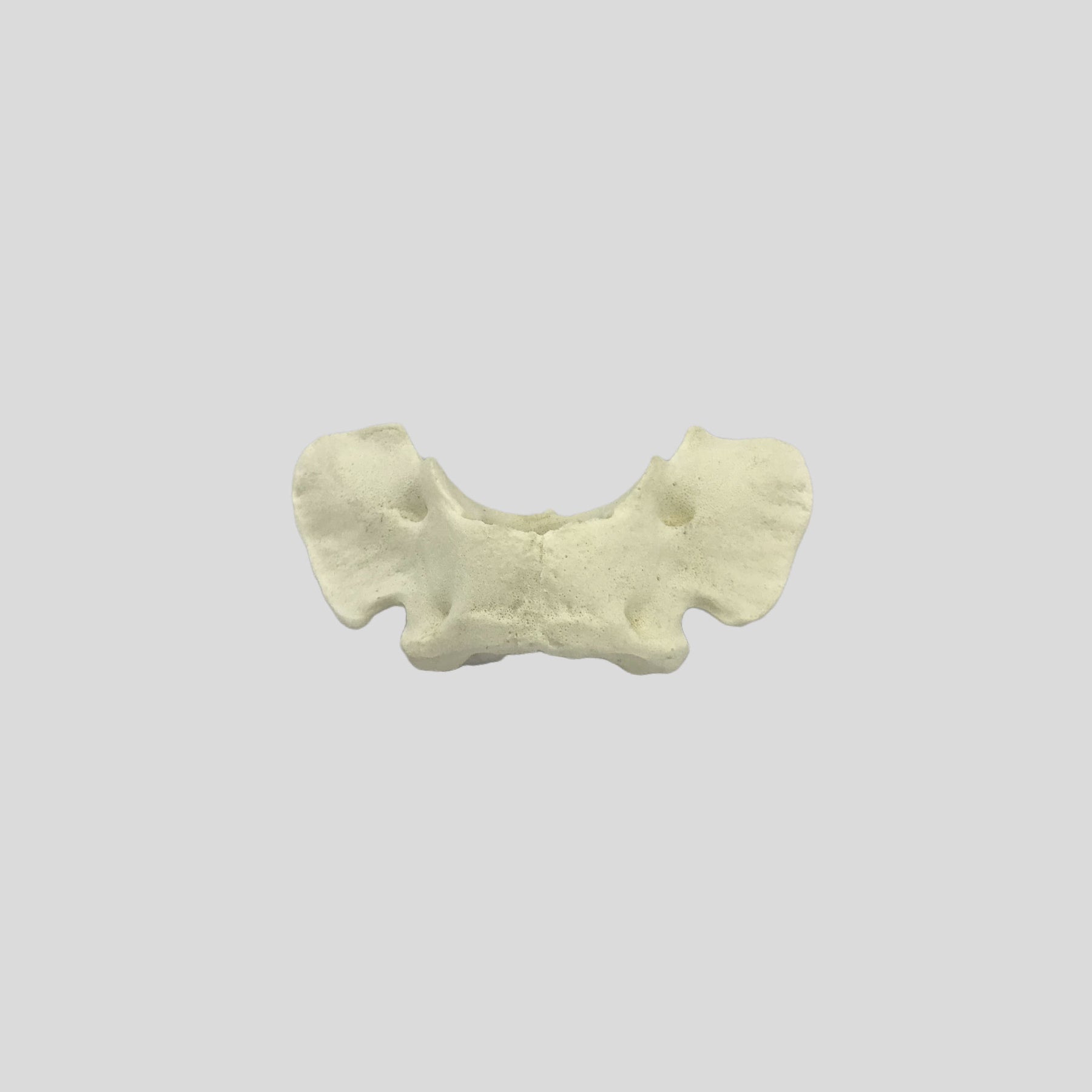 AV425 - SINGLE CANINE VERTEBRA - BIG DOG