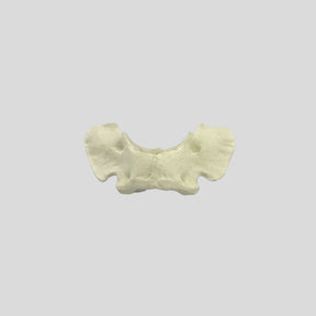 AV425 - SINGLE CANINE VERTEBRA - BIG DOG