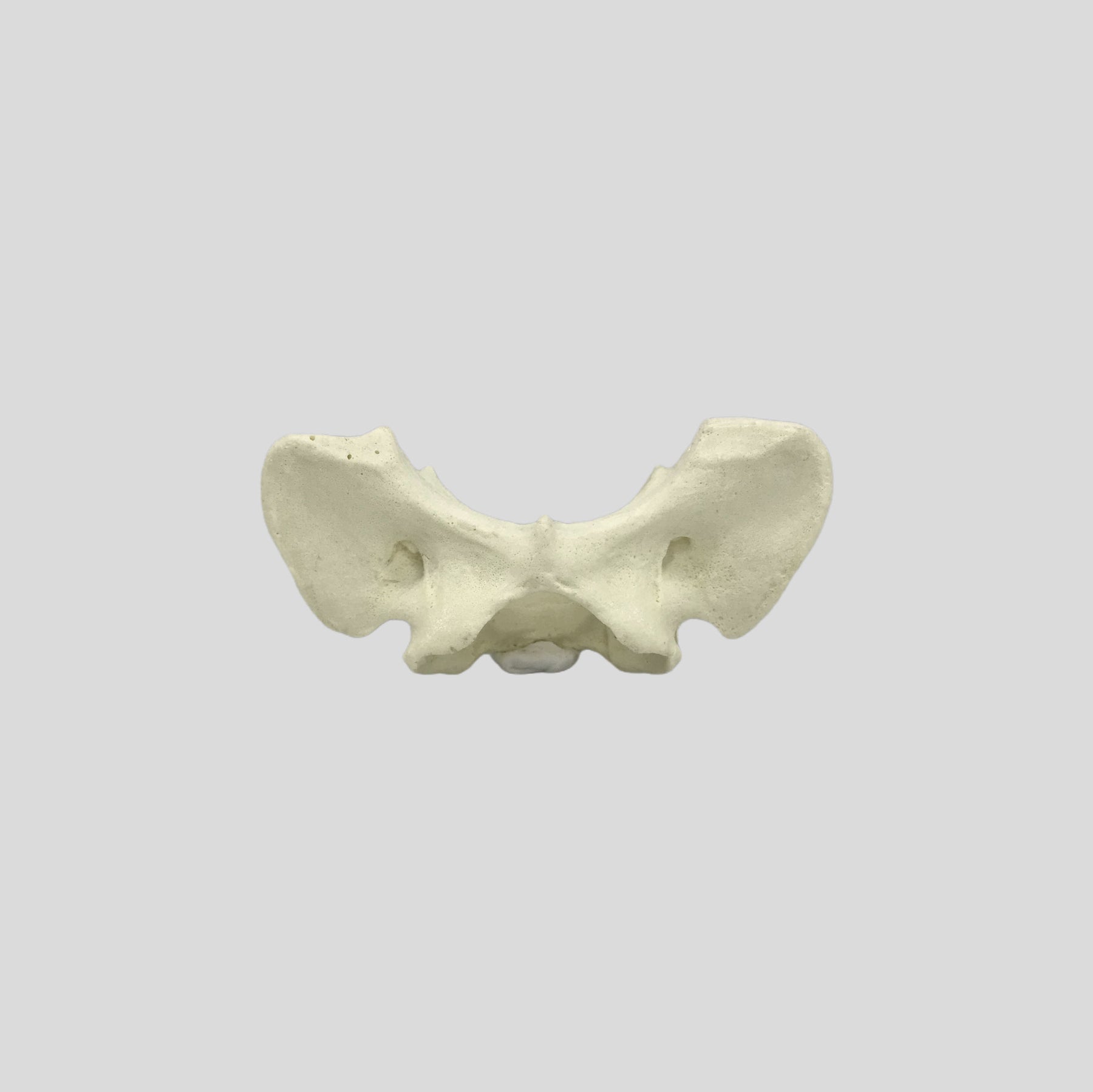 AV425 - SINGLE CANINE VERTEBRA - BIG DOG