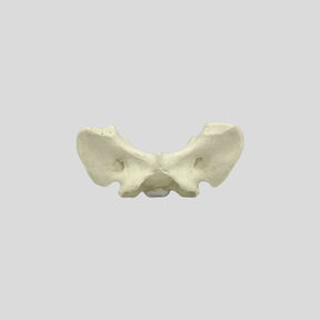 AV425 - SINGLE CANINE VERTEBRA - BIG DOG