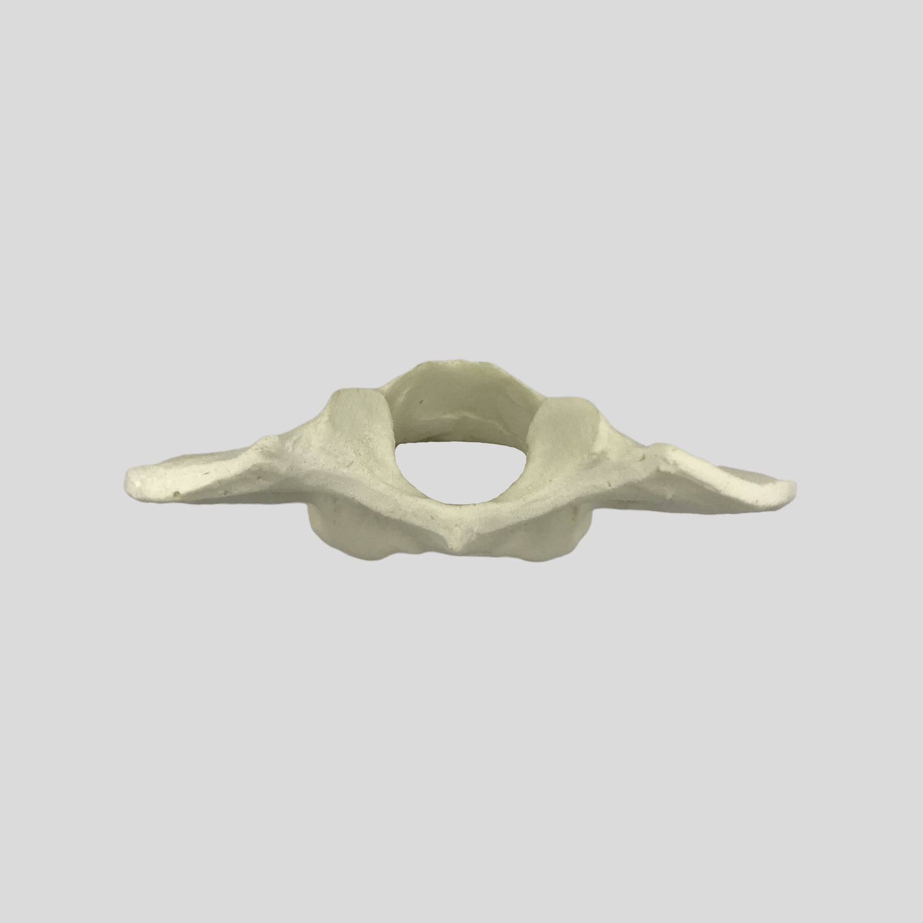 AV425 - SINGLE CANINE VERTEBRA - BIG DOG