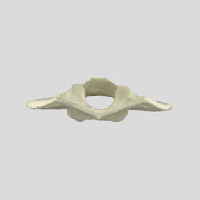 AV425 - SINGLE CANINE VERTEBRA - BIG DOG