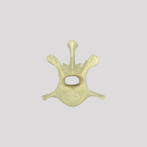 AV425 - SINGLE CANINE VERTEBRA - BIG DOG