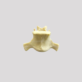 AV425 - SINGLE CANINE VERTEBRA - BIG DOG