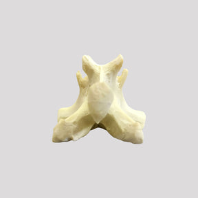 AV425 - SINGLE CANINE VERTEBRA - BIG DOG