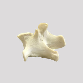 AV425 - SINGLE CANINE VERTEBRA - BIG DOG