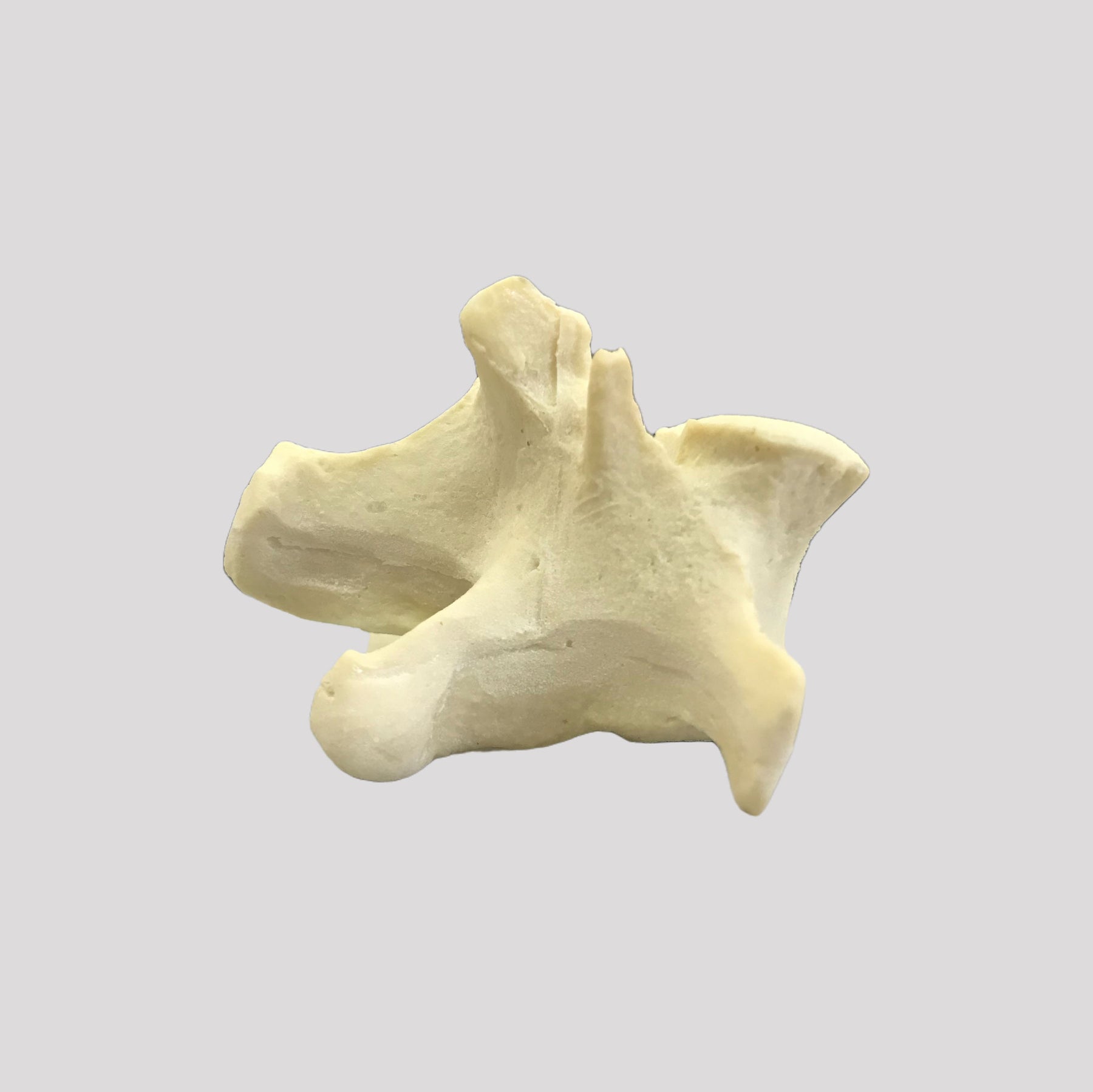 AV425 - SINGLE CANINE VERTEBRA - BIG DOG