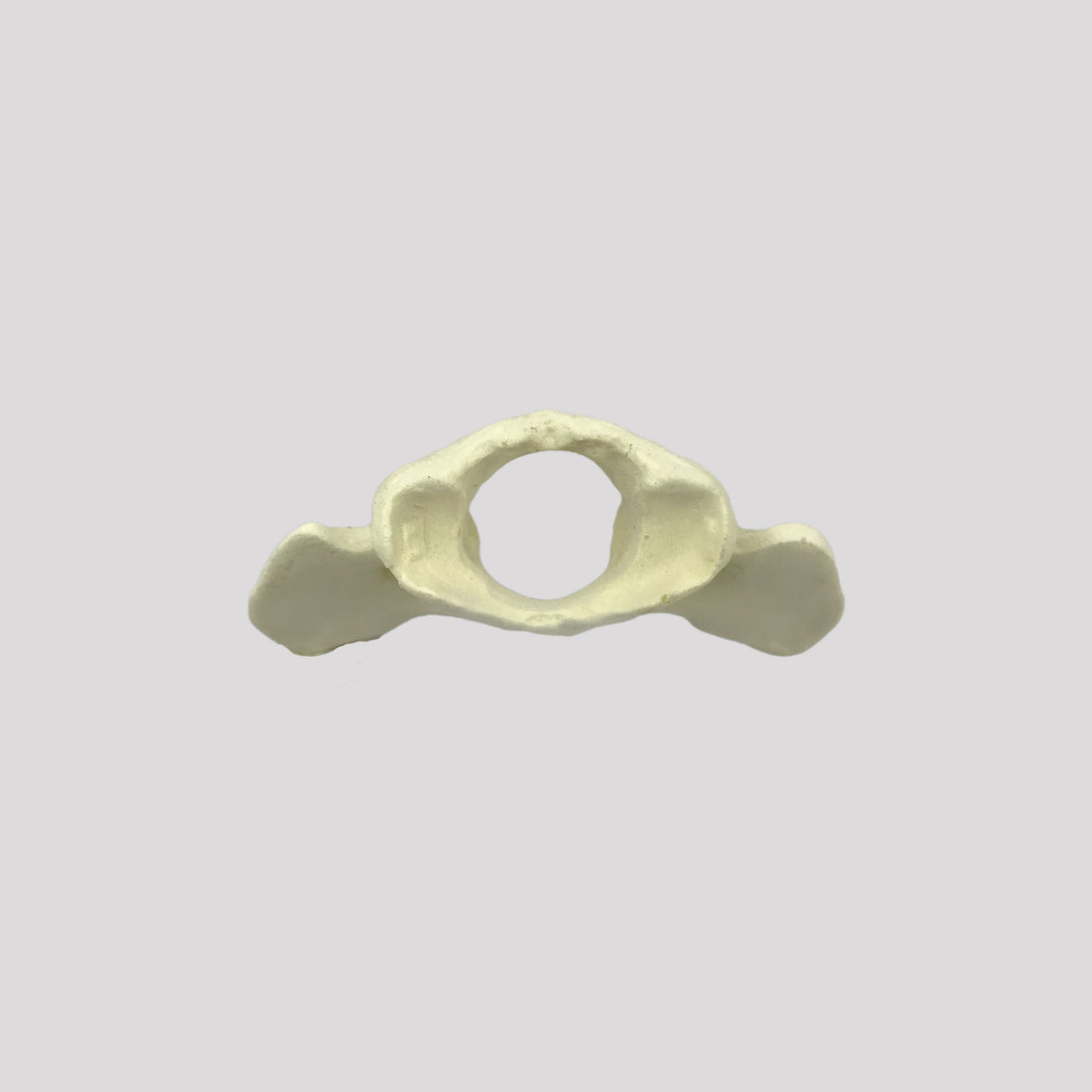 AV425 - SINGLE CANINE VERTEBRA - BIG DOG