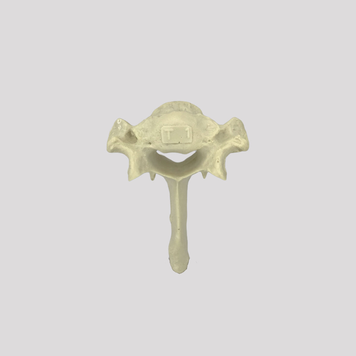 12743 - SINGLE CANINE VERTEBRA - BIG DOG