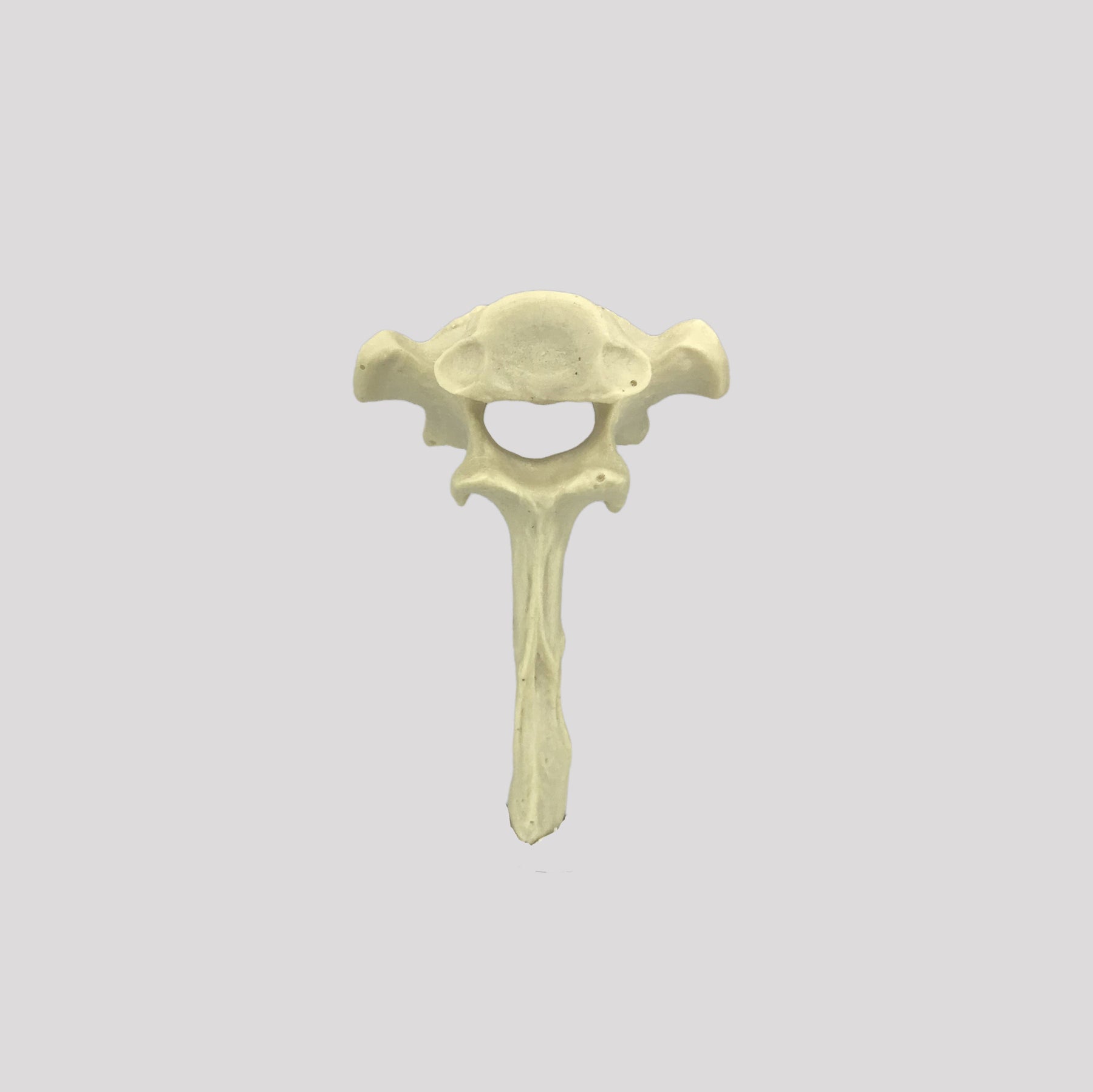 AV425 - SINGLE CANINE VERTEBRA - BIG DOG
