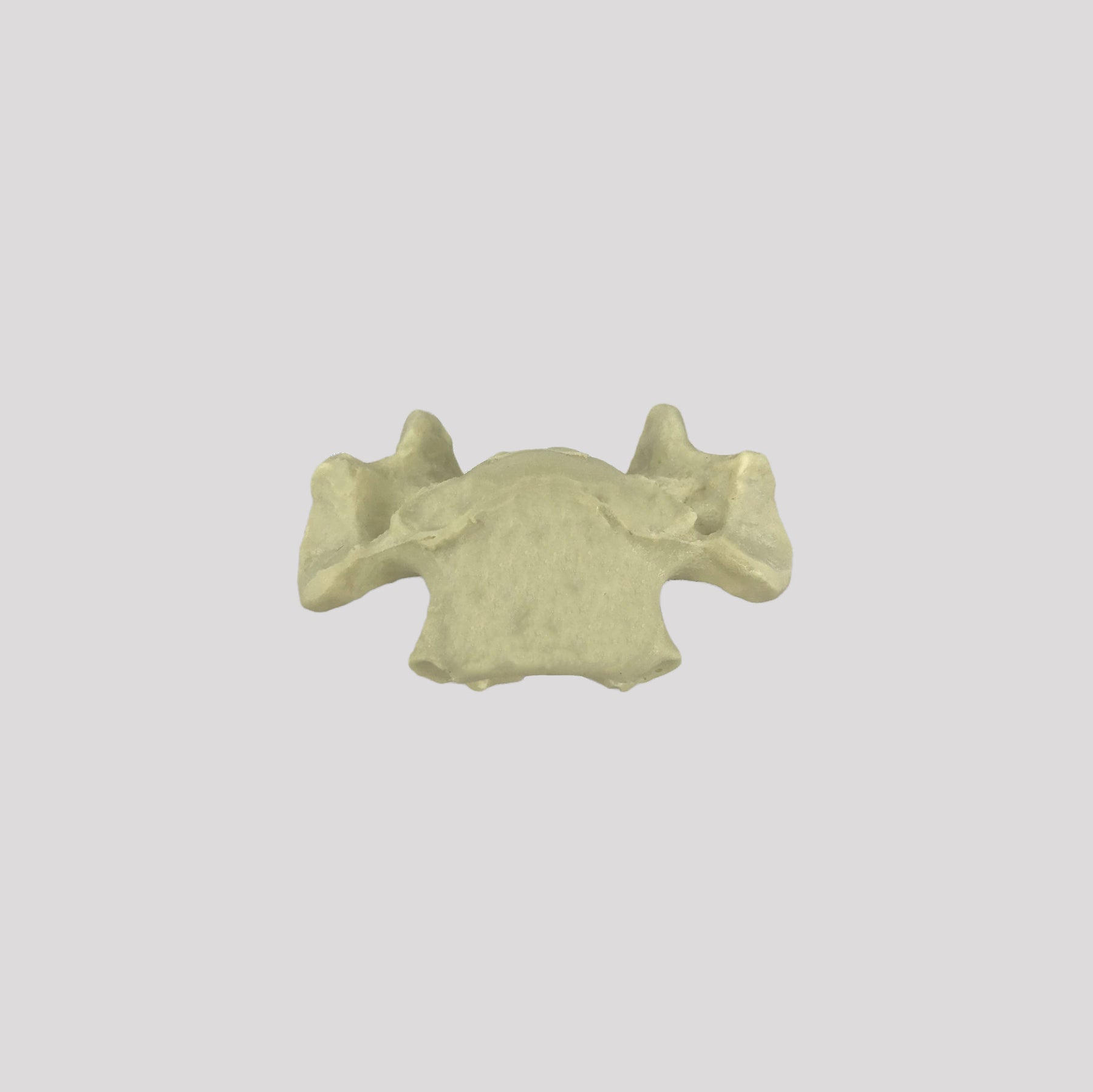AV425 - SINGLE CANINE VERTEBRA - BIG DOG