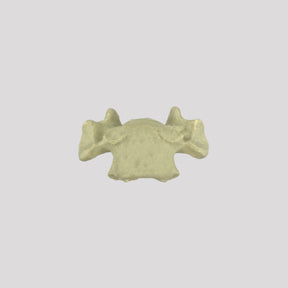 AV425 - SINGLE CANINE VERTEBRA - BIG DOG