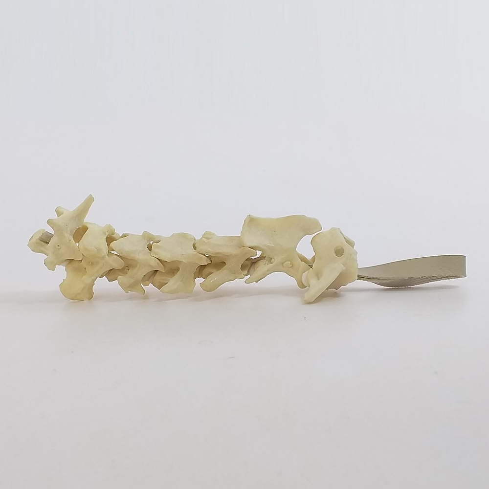 AV430 - CERVICAL SPINE - DOG