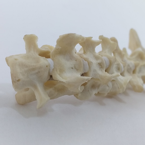 AV430 - CERVICAL SPINE - DOG