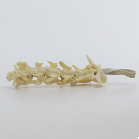 AV430 - CERVICAL SPINE - DOG