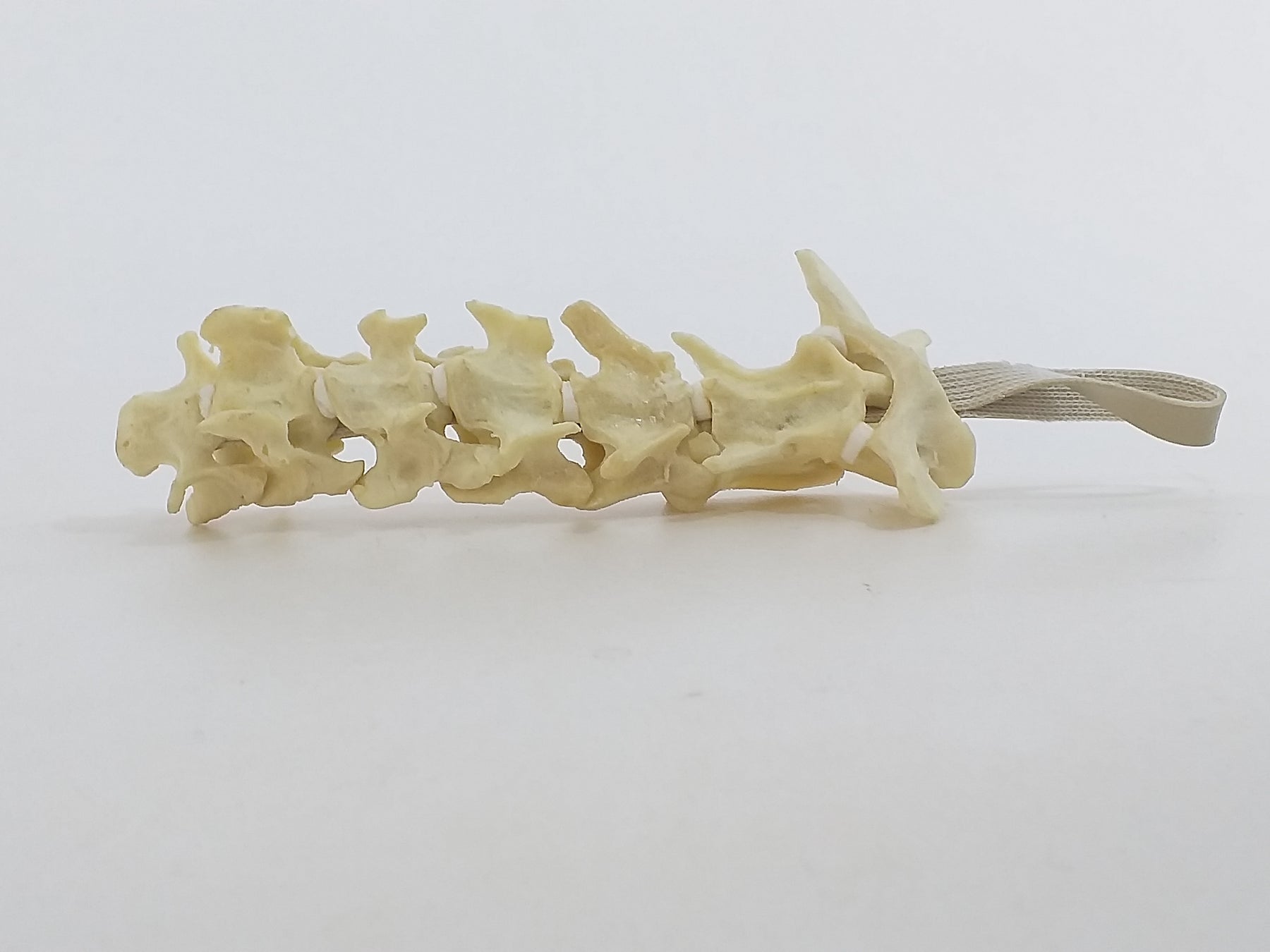 12504 - RADIOPAQUE SMALL CANINE CERVICAL SPINE