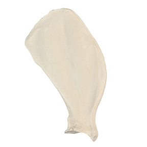 12519 - RADIOPAQUE LEFT LARGE CANINE SCAPULA