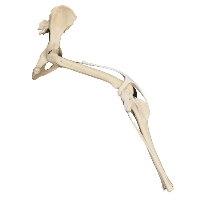 AV610 - RIGHT CANINE PELVIS, FEMUR AND TIBIA WITH LIGAMENTS (HINDLIMB)