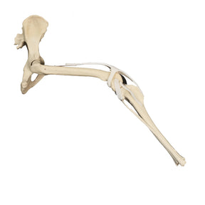 AV610ESP - RIGHT CANINE PELVIS, FEMUR AND TIBIA WITH CANC. MATERIAL AND LIGAMENTS (HINDLIMB)