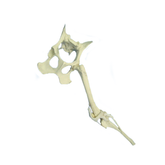 12584 - FULL PELVIS AND LEFT STIFLE WITH LIGAMENTS RADIOPAQUE (HINDLIMB)