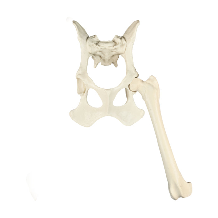 AV670ESP - FULL CANINE PELVIS AND LEFT FEMUR WITH CANCELLOUS MATERIAL AND LIGAMENTS