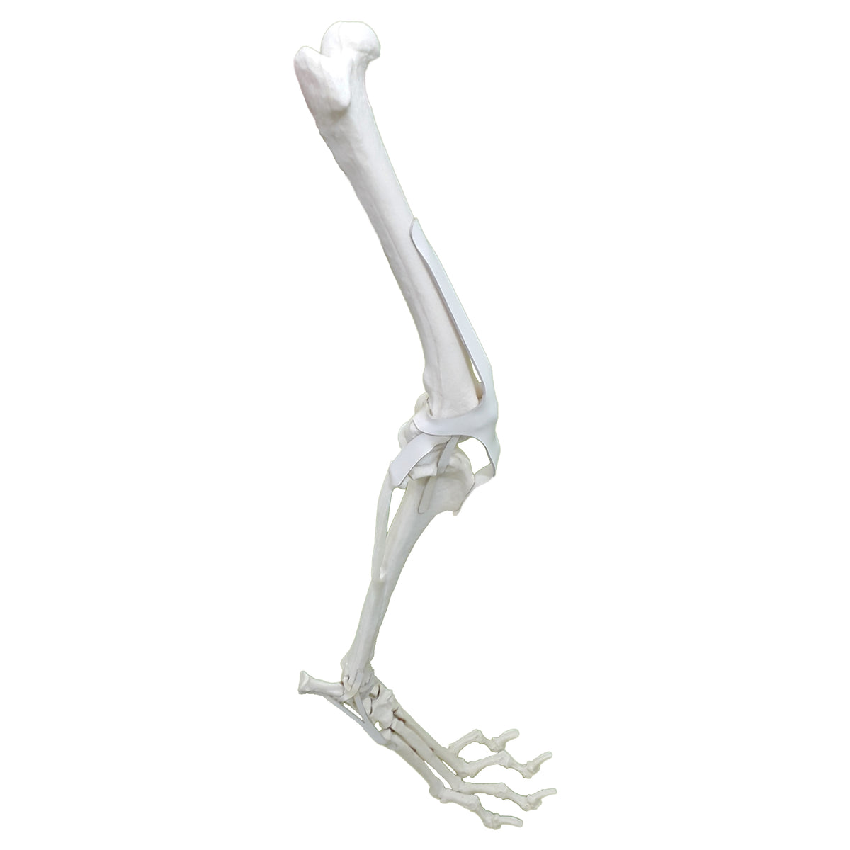 AV680 - CANINE FULL PELVIS AND RIGHT LEG WITH MED. CANAL, CANC. MATERIAL AND LIGAMENTS