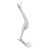 AV680 - CANINE FULL PELVIS AND RIGHT LEG WITH MED. CANAL, CANC. MATERIAL AND LIGAMENTS