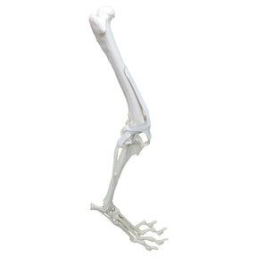 AV680 - CANINE FULL PELVIS AND RIGHT LEG WITH MED. CANAL, CANC. MATERIAL AND LIGAMENTS
