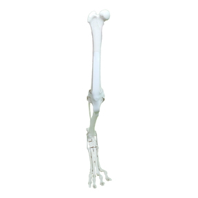 AV680 - CANINE FULL PELVIS AND RIGHT LEG WITH MED. CANAL, CANC. MATERIAL AND LIGAMENTS