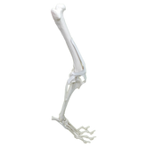 AV680ESP - RIGHT CANINE FULL HINDLIMB WITH MED. CANAL AND CANC. MATERIAL