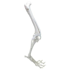 AV680ESP - RIGHT CANINE FULL HINDLIMB WITH MED. CANAL AND CANC. MATERIAL