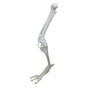 AV680ESP - RIGHT CANINE FULL HINDLIMB WITH MED. CANAL AND CANC. MATERIAL