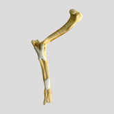 AV701 D - RIGHT CANINE ELBOW W/ COMPLEX FRACTURES (HUMERUS + RADIUS + ULNA)