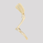 12477 - RADIOPAQUE RIGHT SMALL CANINE ANTERIOR LIMB WITH LIGAMENTS