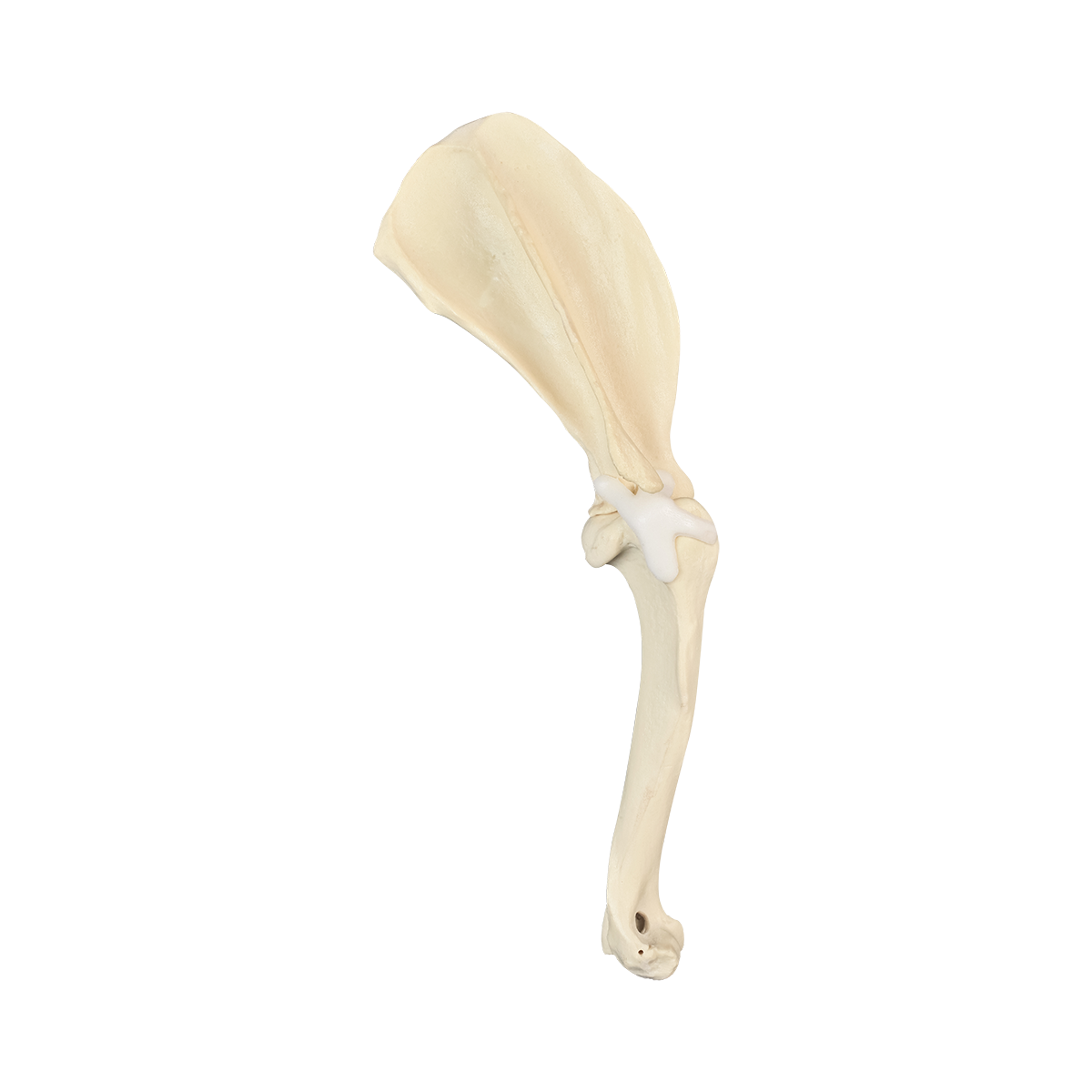 AV720ESP - RIGHT CANINE SHOULDER WITH CANC. MATERIAL AND LIGAMENTS