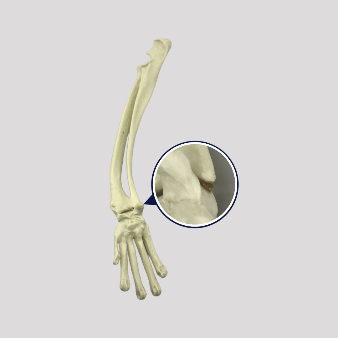 AV726 D - RIGHT CANINE ANTERIOR LIMB WITH DEFORMITY (WITHOUT HUMERUS)