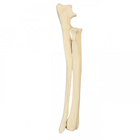 AV731 E - LEFT DOG FOREARM WITH MED. CANAL AND LIGAMENTS