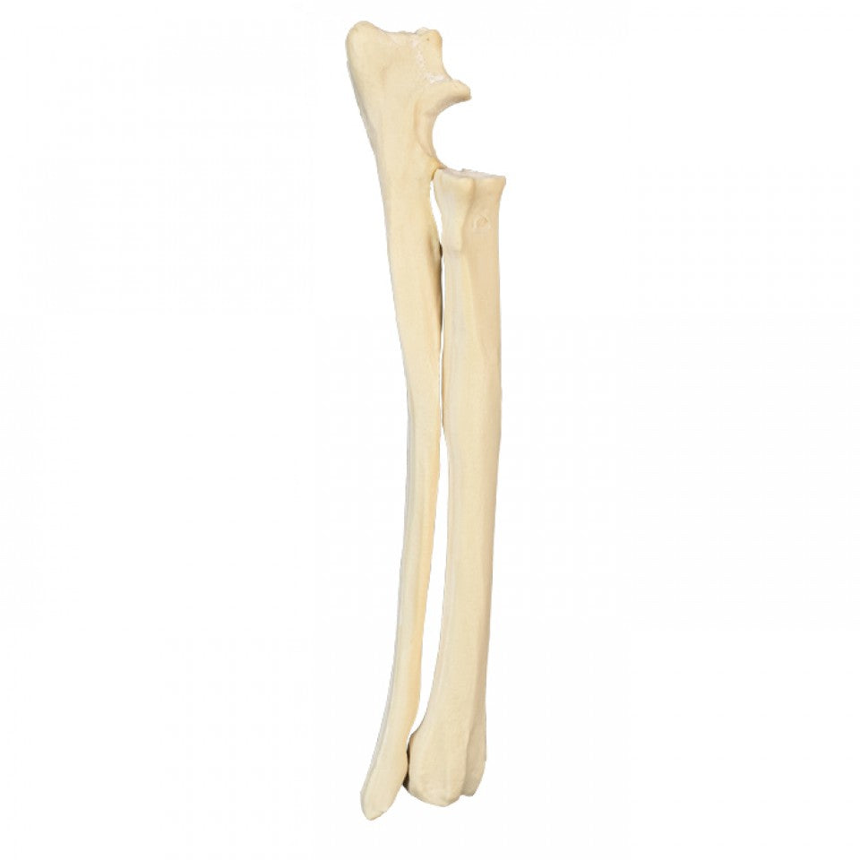 AV731 E - LEFT DOG FOREARM WITH MED. CANAL AND LIGAMENTS