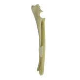 AV730 E - LEFT CANINE FOREARM