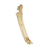 AV730EF1 - LEFT DOG FOREARM WITH OLECRANON AND DISTAL TRANSVERSE FX