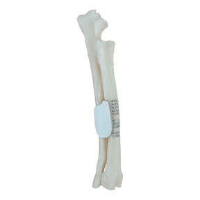 12480 - RADIOPAQUE RIGHT SMALL CANINE FOREARM