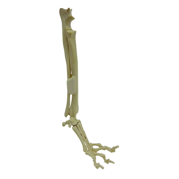 AV735B - RIGHT CANINE WRIST AND FOREARM WITH MED. CANAL AND LIGAMENTS