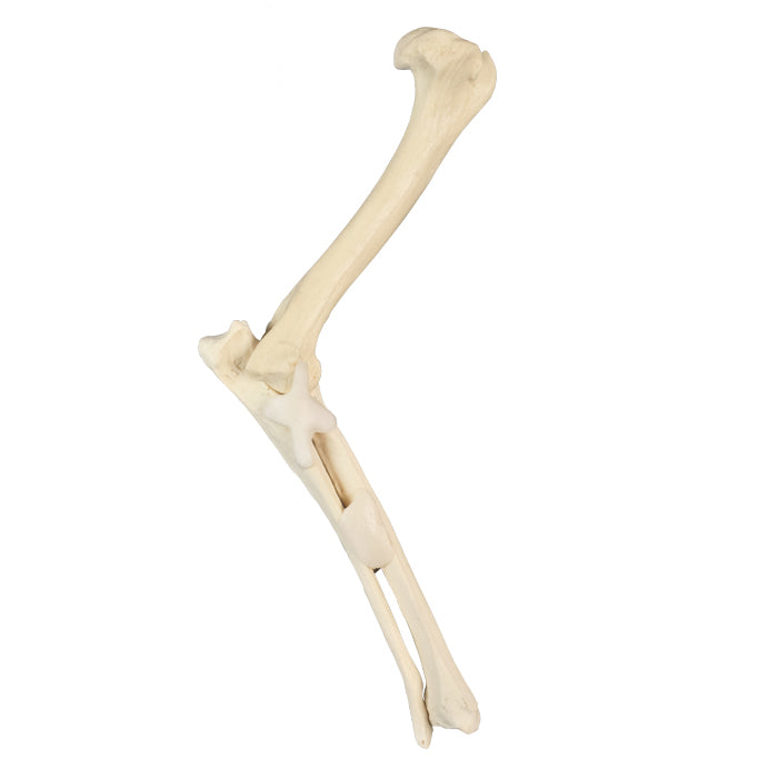 AV750ESP - LEFT CANINE ELBOW WITH CANC. MATERIAL AND LIGAMENTS
