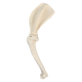 AV770ESP - LEFT SHOULDER WITH CANC. MATERIAL AND LIGAMENTS