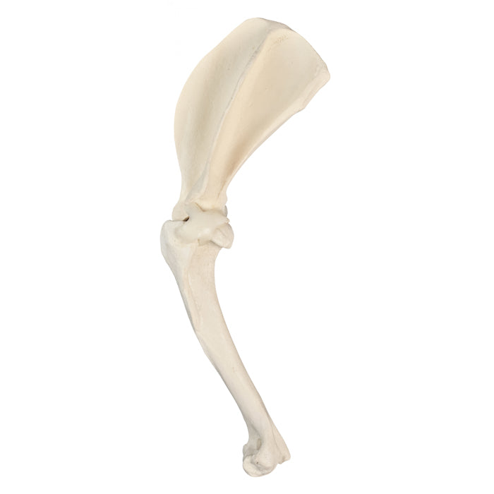 AV770ESP - LEFT SHOULDER WITH CANC. MATERIAL AND LIGAMENTS
