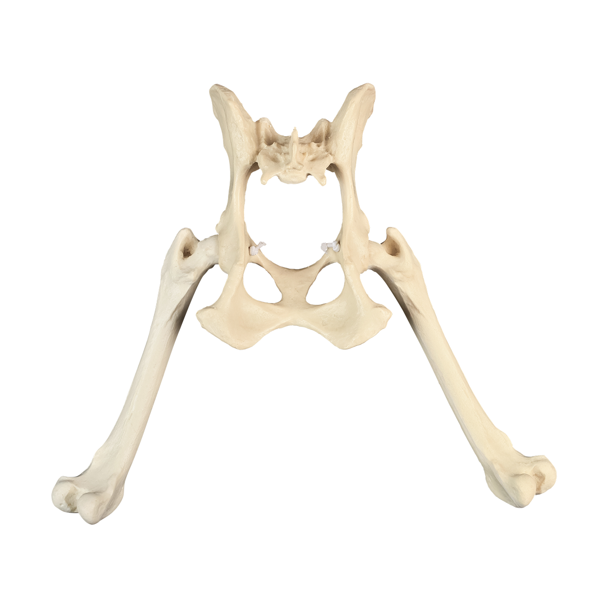 AV800 - FULL CANINE PELVIS WITH RIGHT AND LEFT FEMUR AND LIGAMENTS