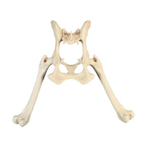 AV800 - FULL CANINE PELVIS WITH RIGHT AND LEFT FEMUR AND LIGAMENTS