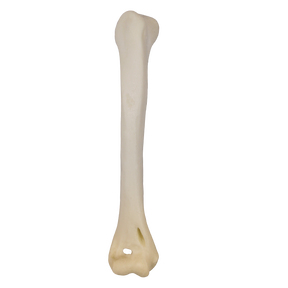 12744 - RIGHT RADIOPAQUE HUMERUS - CAT