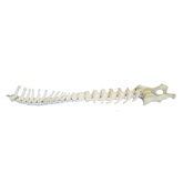 AV421 - CANINE LUMBAR THORACIC SPINE AND FULL PELVIS